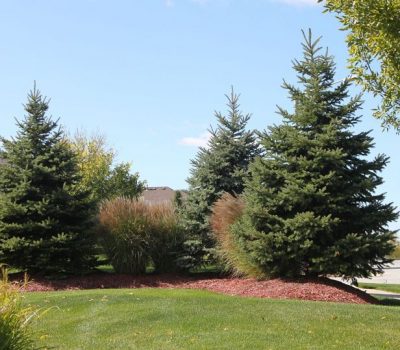 Nogas Landscaping- tree service
